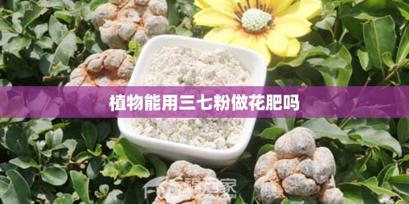植物能用三七粉做花肥吗