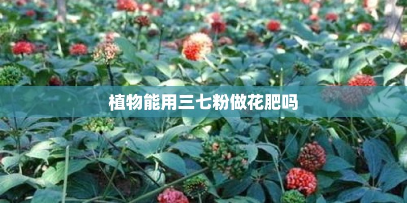 植物能用三七粉做花肥吗