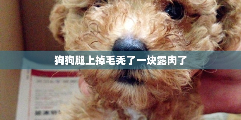狗狗腿上掉毛秃了一块露肉了