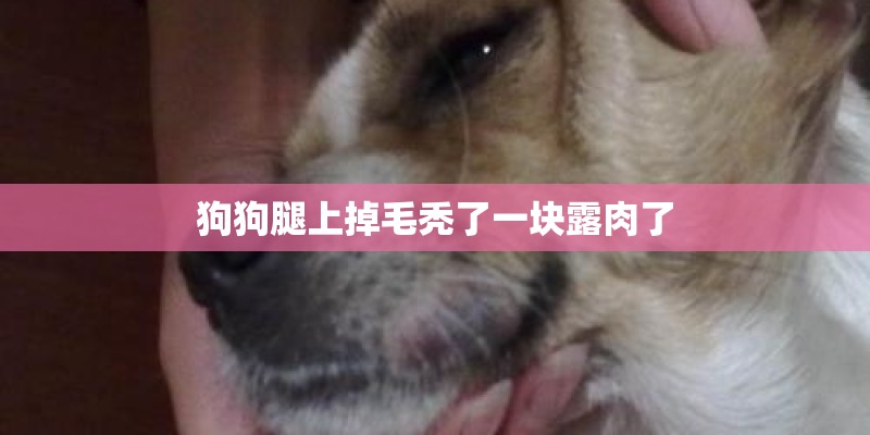 狗狗腿上掉毛秃了一块露肉了