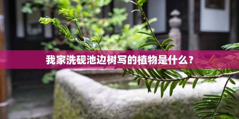 我家洗砚池边树写的植物是什么？