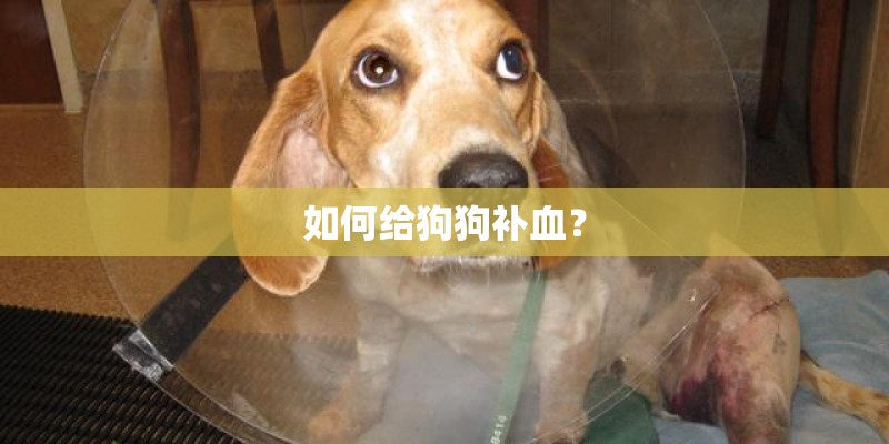 如何给狗狗补血？