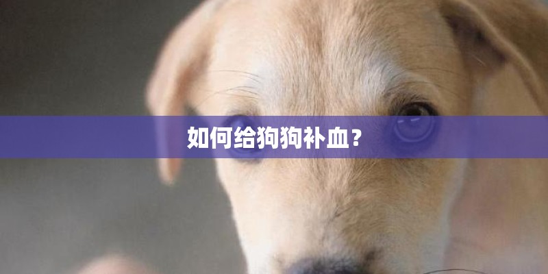 如何给狗狗补血？