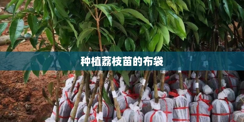 种植荔枝苗的布袋