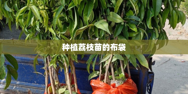 种植荔枝苗的布袋