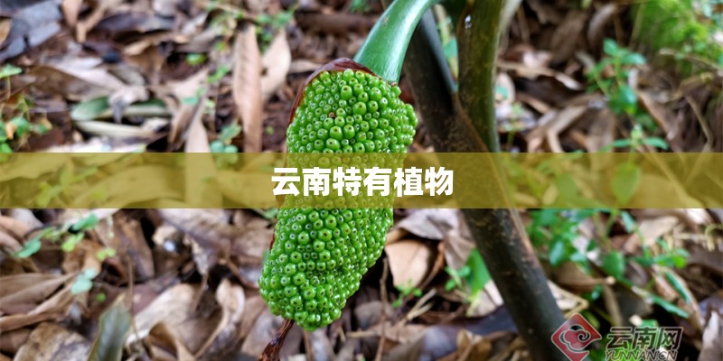 云南特有植物