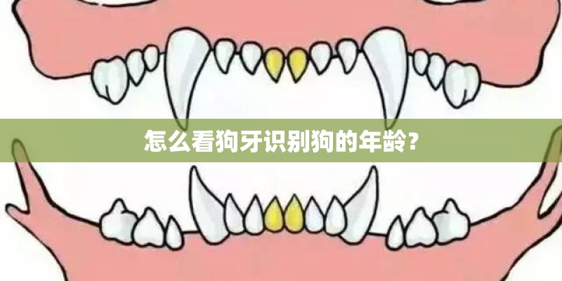 怎么看狗牙识别狗的年龄？
