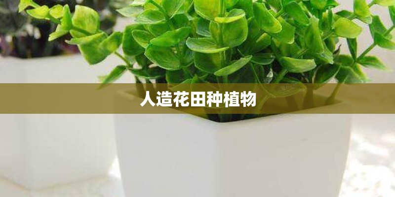人造花田种植物