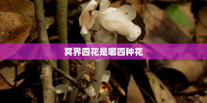 冥界四花是哪四种花