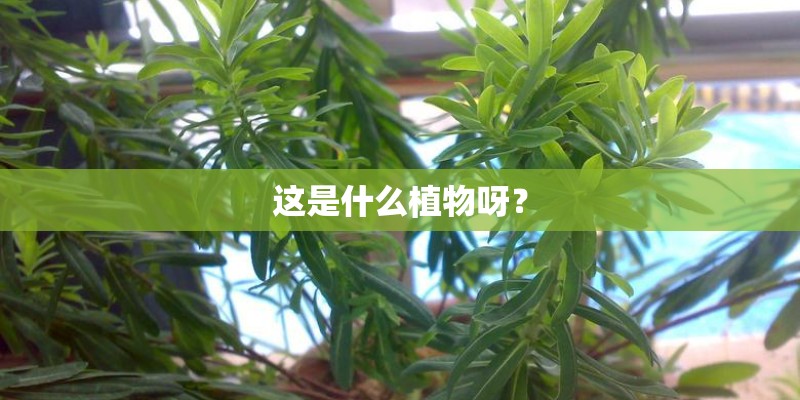 这是什么植物呀？