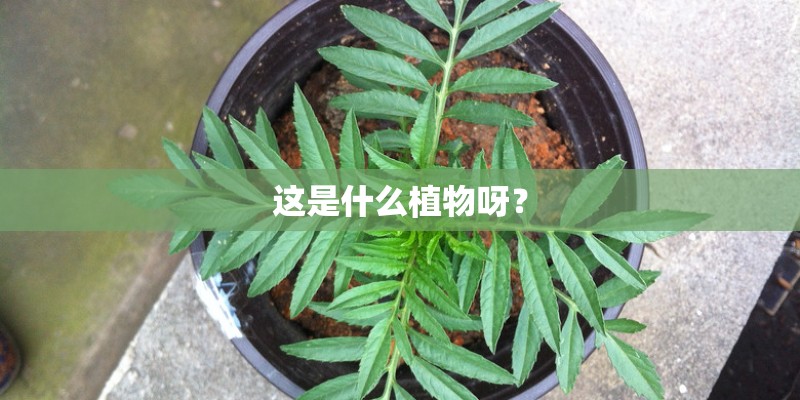 这是什么植物呀？