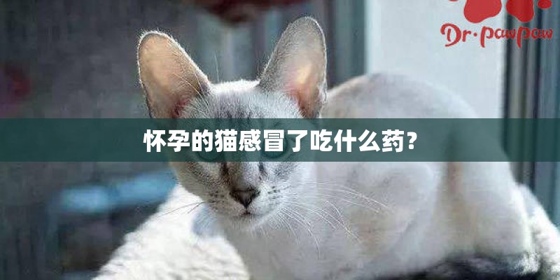 怀孕的猫感冒了吃什么药？