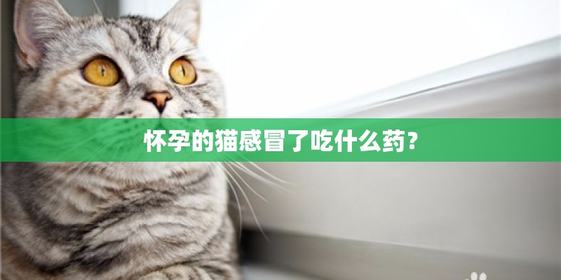 怀孕的猫感冒了吃什么药？