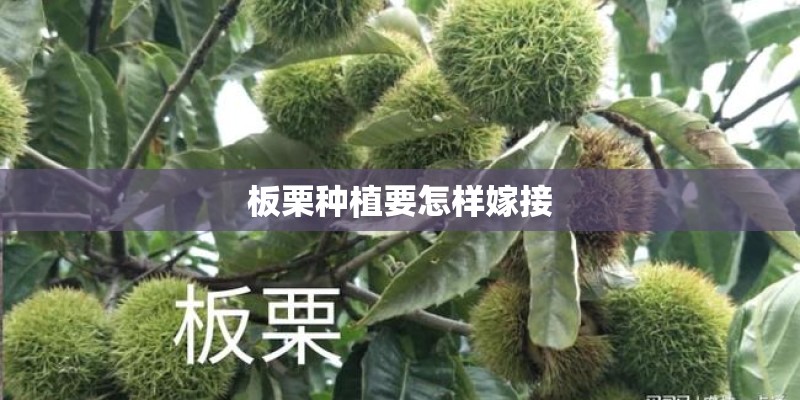板栗种植要怎样嫁接