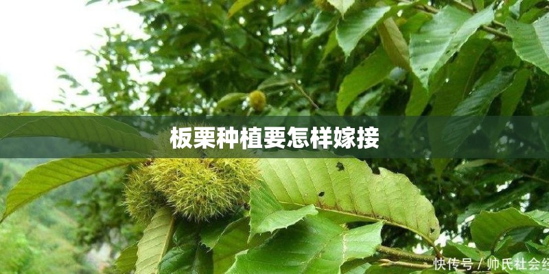板栗种植要怎样嫁接