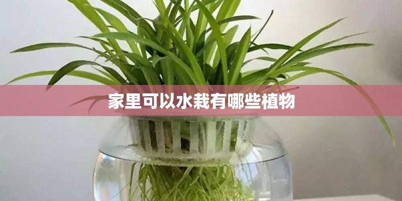 家里可以水栽有哪些植物
