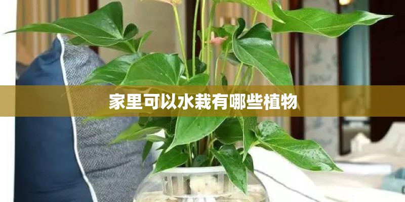 家里可以水栽有哪些植物