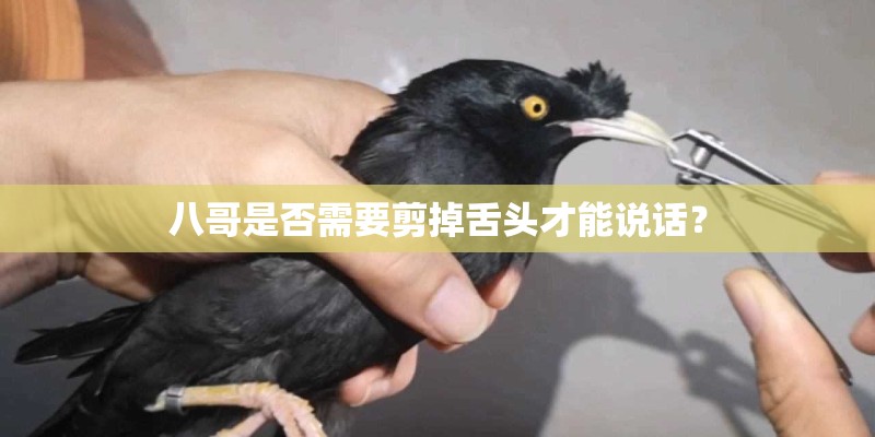八哥是否需要剪掉舌头才能说话？