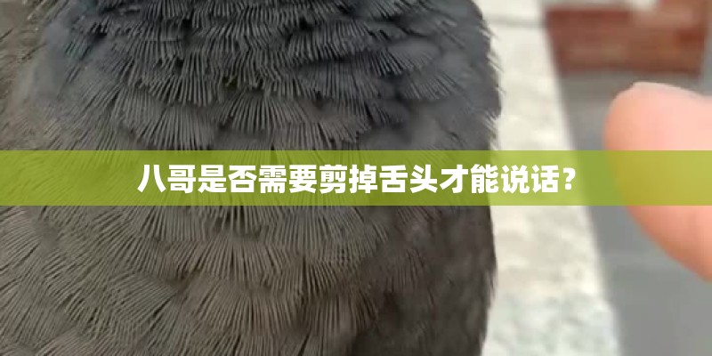 八哥是否需要剪掉舌头才能说话? 八哥是否需要剪掉舌头才能说话?