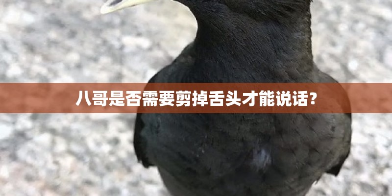 八哥是否需要剪掉舌头才能说话? 八哥是否需要剪掉舌头才能说话?
