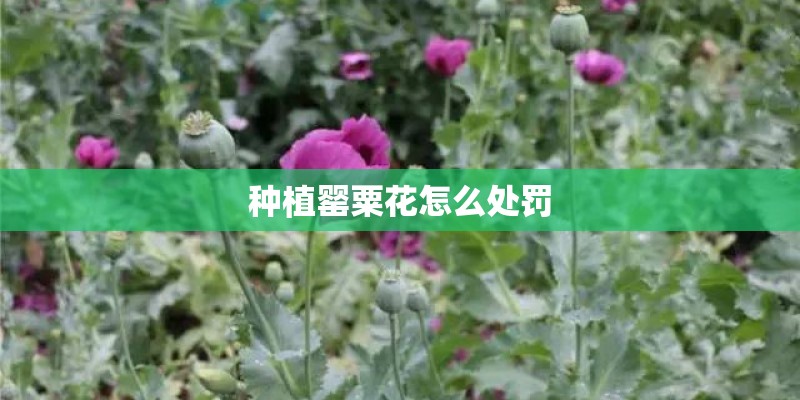 种植罂粟花怎么处罚