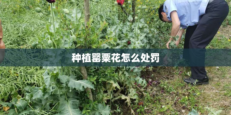 种植罂粟花怎么处罚
