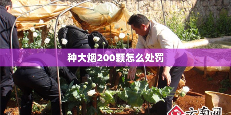 种大烟200颗怎么处罚