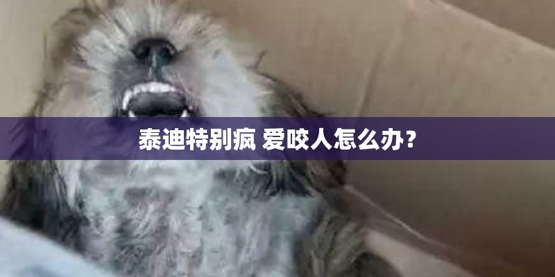 泰迪特别疯 爱咬人怎么办？