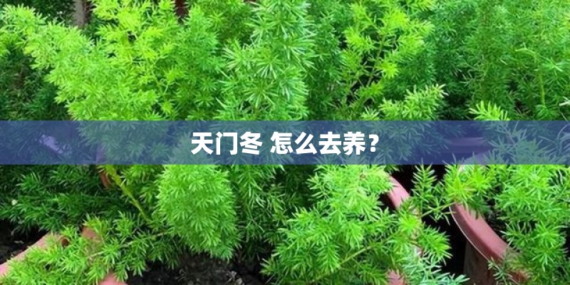 天门冬 怎么去养？