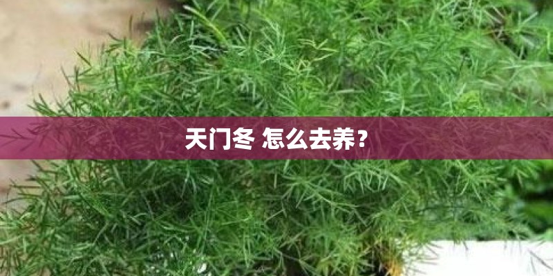 天门冬 怎么去养？