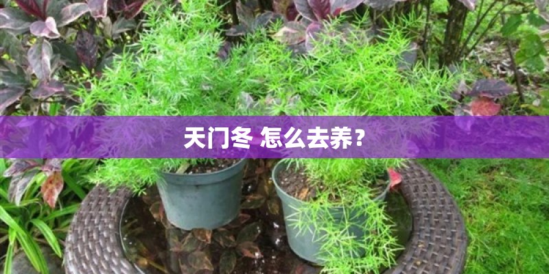 天门冬 怎么去养？