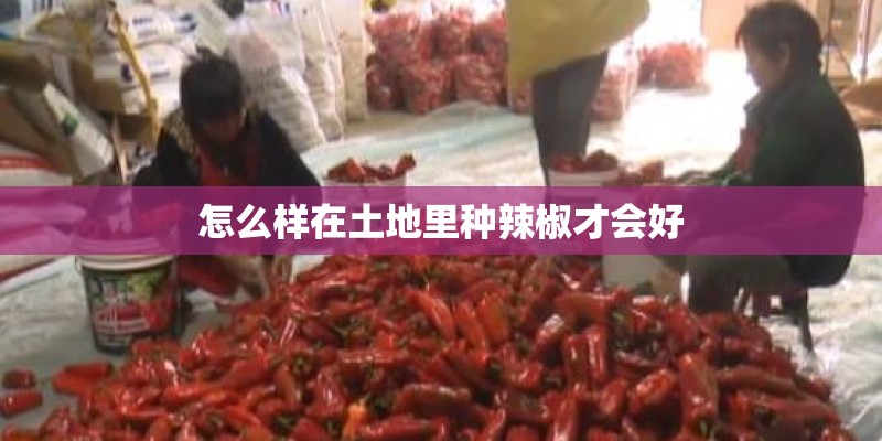 怎么样在土地里种辣椒才会好