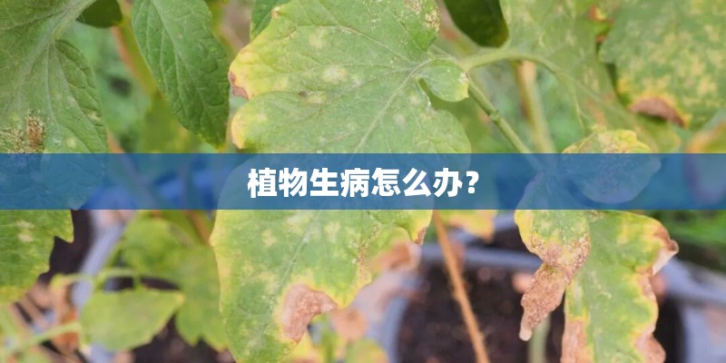 植物生病怎么办？