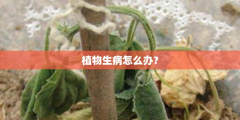l号是什么号码