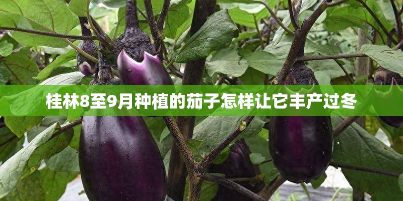 桂林8至9月种植的茄子怎样让它丰产过冬