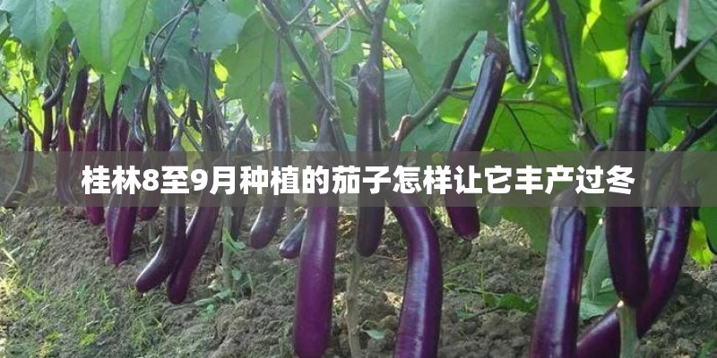 桂林8至9月种植的茄子怎样让它丰产过冬