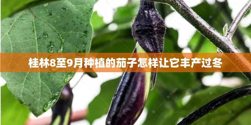 桂林8至9月种植的茄子怎样让它丰产过冬