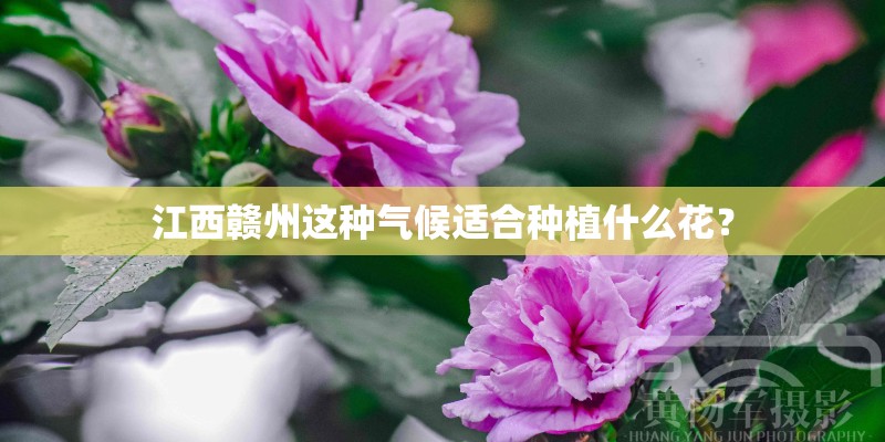 江西赣州这种气候适合种植什么花？