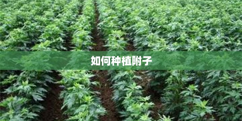 如何种植附子
