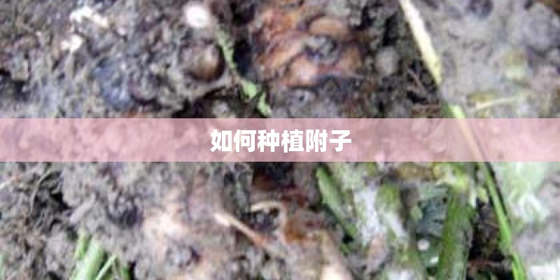 如何种植附子