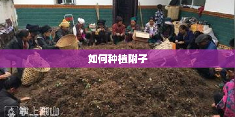 如何种植附子