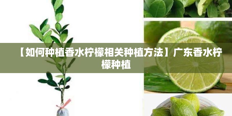 【如何种植香水柠檬相关种植方法】广东香水柠檬种植