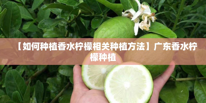 【如何种植香水柠檬相关种植方法】广东香水柠檬种植