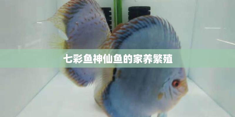 七彩鱼神仙鱼的家养繁殖