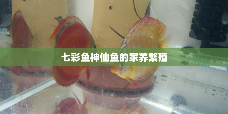 七彩鱼神仙鱼的家养繁殖