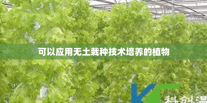 可以应用无土栽种技术培养的植物