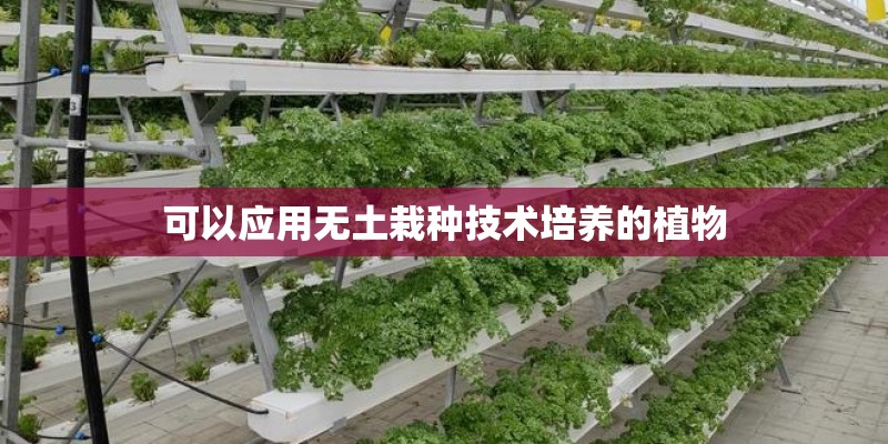 可以应用无土栽种技术培养的植物