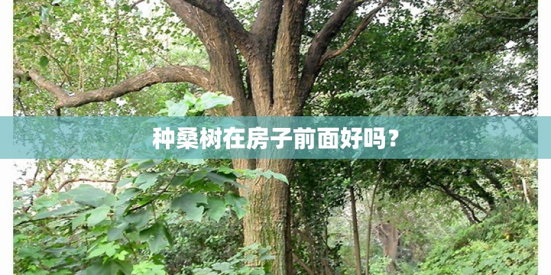 种桑树在房子前面好吗？