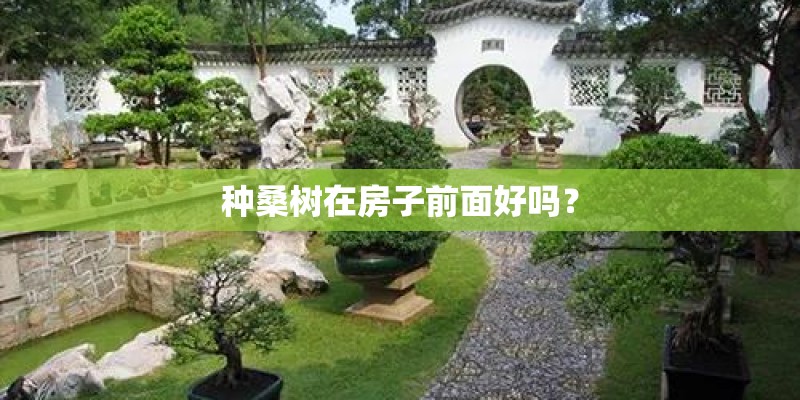 种桑树在房子前面好吗？