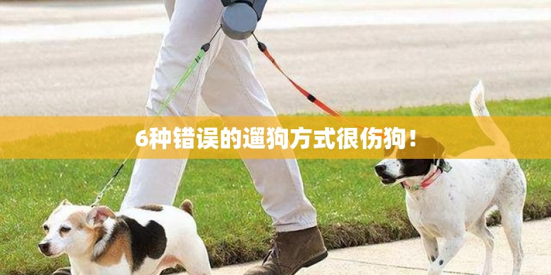 6种错误的遛狗方式很伤狗！